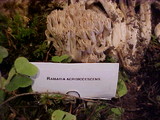 Ramaria acrisiccescens image