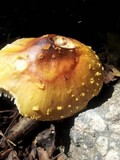 Amanita flavorubens image