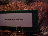 Ramaria botrytis image