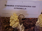 Ramaria cystidiophora var. citronella image