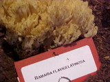 Ramaria flavigelatinosa image