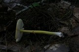 Amanita flavoconia var. flavoconia image