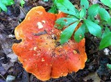 Gyroporus ballouii image