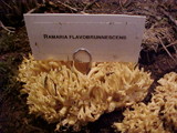 Ramaria flavobrunnescens image