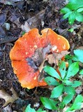 Tylopilus balloui image