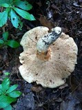 Gyroporus ballouii image