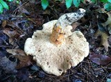 Tylopilus balloui image