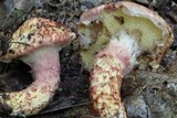 Suillus spraguei image
