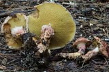 Suillus spraguei image