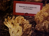 Ramaria gelatinosa image