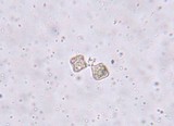 Entoloma salmoneum image