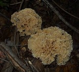 Sparassis spathulata image
