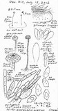 Entoloma hirtum image