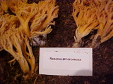 Ramaria leptoformosa image
