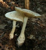 Amanita rhopalopus image