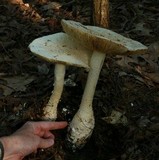 Amanita rhopalopus image