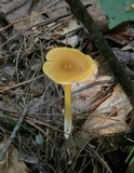 Entoloma unicolor image