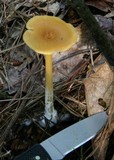 Entoloma unicolor image