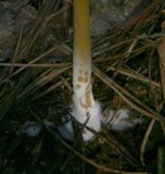 Entoloma unicolor image