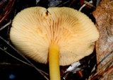 Entoloma unicolor image