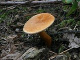 Gyroporus castaneus image