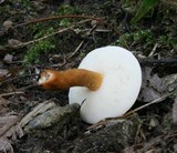 Gyroporus castaneus image
