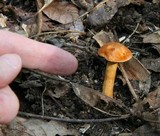 Gyroporus castaneus image