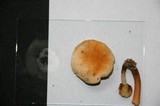 Gyroporus castaneus image