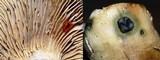 Rhodocybe popinalis image