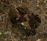 Fomitopsis spraguei image