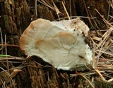 Fomitopsis spraguei image
