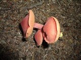 Chalciporus rubinellus image