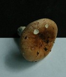 Russula compacta image