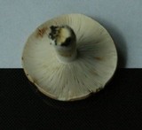 Russula compacta image