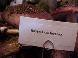 Russula xerampelina image