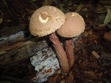Aureoboletus russellii image
