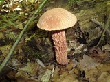 Aureoboletus russellii image