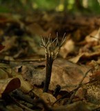 Xylaria tentaculata image