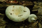Lactarius deceptivus image