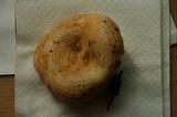 Lactarius psammicola f. glaber image