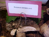 Russula dissimulans image