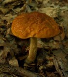 Boletus longicurvipes image