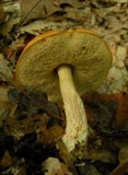 Boletus longicurvipes image