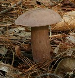 Tylopilus violatinctus image