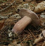 Tylopilus violatinctus image