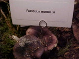 Russula murrillii image
