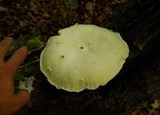Lentinus levis image