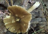 Entoloma lagenicystis image