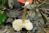 Entoloma lagenicystis image