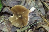 Entoloma lagenicystis image